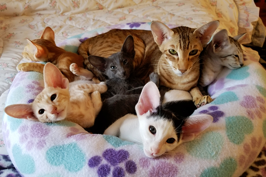 Grandma Meekah with Dara's Kittens