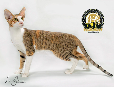 Fiona, CFA Oriental Shorthair Breed Winner