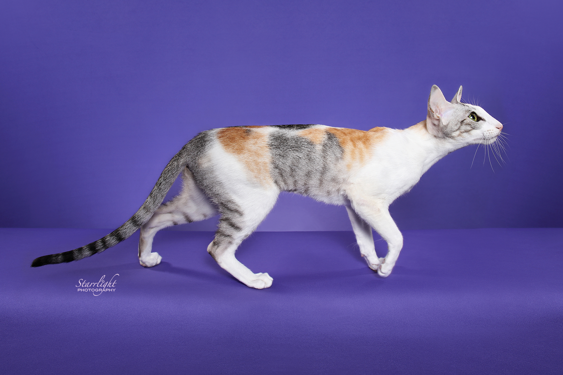 Diana, CFA Oriental Shorthair Breed Winner